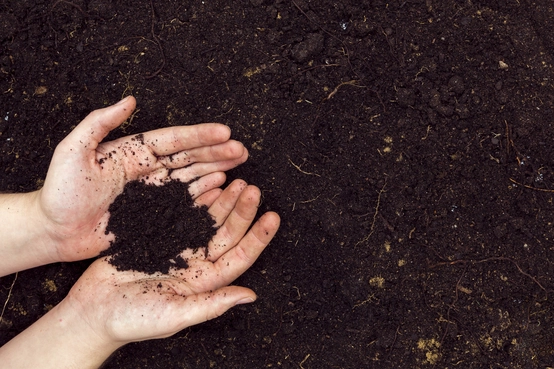 Domowy Kompost: Najtańszy Nawóz Organiczny